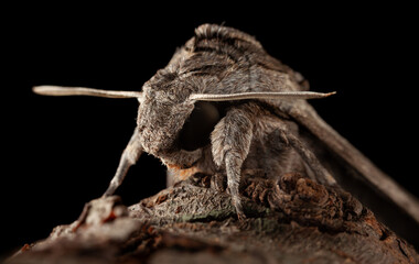 Hawk moth