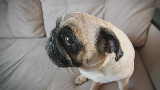 A cute pug is sitting on the couch. Slow motion