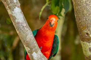 Australian King Parrot