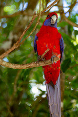 Crimson Rosella 