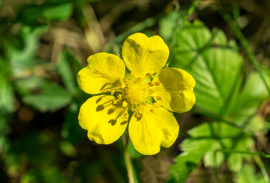 Close up of creeping cinquefoil,  European cinquefoil or creeping tormentil (Potentilla reptans) in the meadow in summer