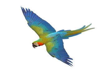 Fototapeta premium Colorful flying Harlequin Macaw parrot isolated on transparent background png file