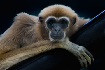 close up of a gibbon sitting