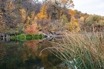Wild green water grass close-up with colorful autumn nature on riverside