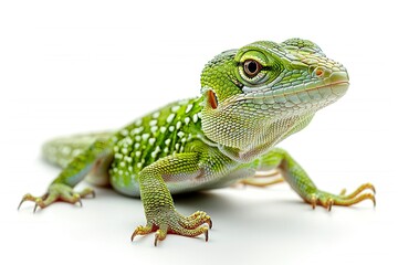 Obraz premium Close up of geen anole on white background