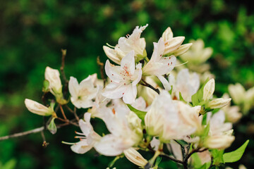 Plant bush white rhododendron close up