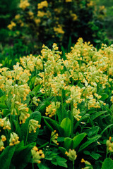 Yellow primrose in the garden, close-up