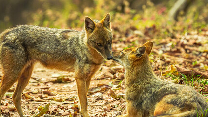 Moonlit shadows, two golden jackals cuddle closely, their sleek forms entwined in affectionate...
