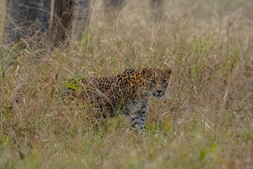 An elusive Indian leopard prowled, its golden coat blending seamlessly with the camouflage of tall grass. With stealth, it stalked its prey, a silent ghost in the wilderness.