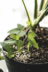 Hedera indoor ivy in a pot close-up