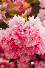 Blooming pink sakura close-up, floral background