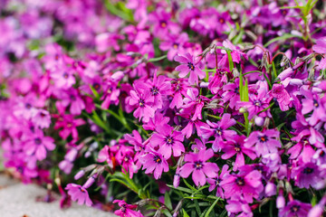 Pink Phlox subulata in the garden close-up