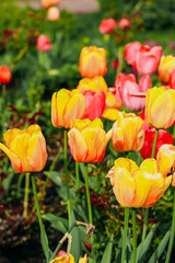 Fototapeta premium Blooming orange varietal tulips close-up, floral background