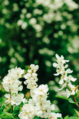 Exochorda racemosa bush flowering white in the botanical garden