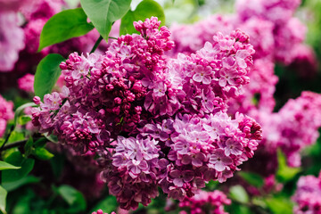 Pink lilac flower close-up in botanical garden