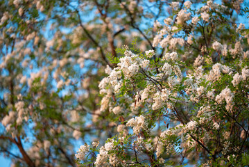 Acacia trees blooming on the background of blue sky. Beautiful evening shot of acacia flowers