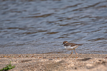 bird little wading plover small, fast