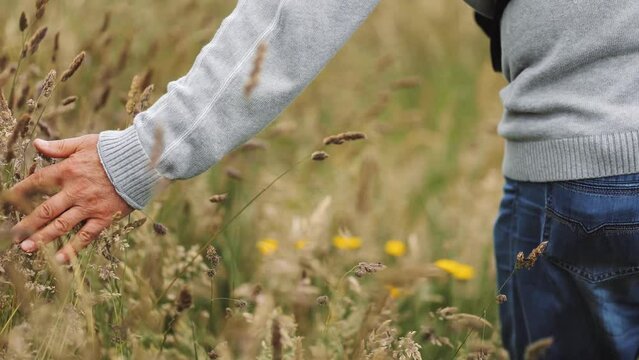 An senior man runs his hand through the grass touching the tips of plants, farming and fields, green tourism, memories, life and growth, contact with nature, harvest, farming, plants, touch 