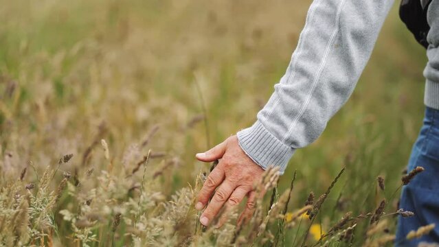 An elderly man runs his hand through the grass touching the tips of plants, farming and fields, green tourism, memories, life and growth, contact with nature, harvest, farming, plants, touch 