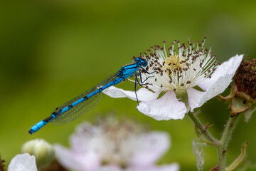 Common blue damselfly on blackberry blossom.