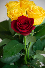 黄色と赤のばら