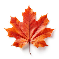 Obraz premium Colorful autumn maple leaf cut out