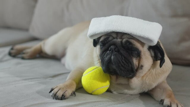 Pug dog with a bandage lies on the sofa with a tennis ball