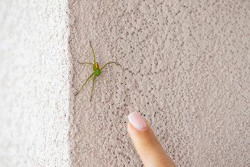 Finger pointing to fear-inducing green spider species on a wall, arachnophobia and poisonous danger creatures concept