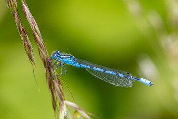 Macro image of a common blue damselfly on grass. Transparent body, azure wings.