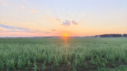 An agricultural field with rape growing spread across the plain. Behind it is a forest and a cottage village. Above them, the sun is setting over the horizon. A clear spring evening and a colorful sky