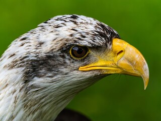 American bald eagle portrait. close-up view, its intricate feathers and distinctive yellow beak showcased against a softly blurred natural backdrop, evoking a sense of wild beauty.