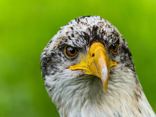 American bald eagle portrait. close-up view, its intricate feathers and distinctive yellow beak showcased against a softly blurred natural backdrop, evoking a sense of wild beauty.
