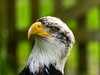 American bald eagle portrait. close-up view, its intricate feathers and distinctive yellow beak showcased against a softly blurred natural backdrop, evoking a sense of wild beauty.