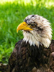 American bald eagle portrait. close-up view, its intricate feathers and distinctive yellow beak showcased against a softly blurred natural backdrop, evoking a sense of wild beauty.