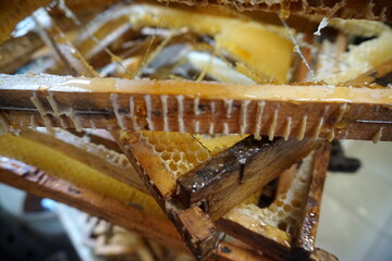 Honey in honeycomb and wooden frame. A lot of wood frame. Close up. Selective focus, moving