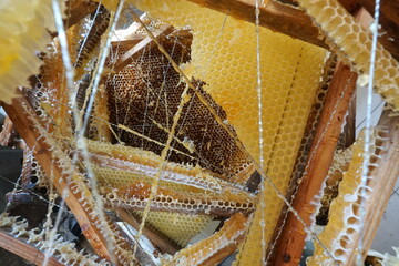 Honey in honeycomb and wooden frame. A lot of wood frame. Close up. Selective focus, moving