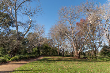 Obraz premium Winter Parkland