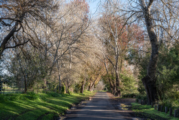 Winter Country Road Landscape