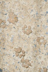 Dog footprints on the gray cement floor. Dog feet