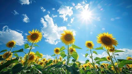 Sunflower field under a bright blue sky