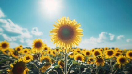 Sunflower field under a bright blue sky