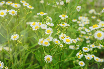 Erigeron annuus in meadow. Blooming flower in summer. Daisy fleabane in garden. Countryside.