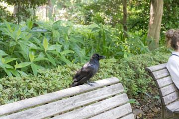 公園のベンチに留まるカラス