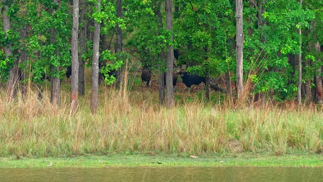 Herd of Gaur (Bos gaurus) grazing in the forest, Bandhavgarh National Park