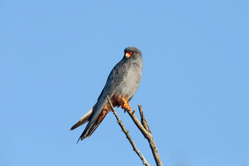 A male red-footed falcon (Falco vespertinus) sit side by side on a branch of a tall honey locust against a bright blue sky