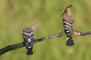 Single and pair of The Eurasian hoopoe (Upupa epops) shot close up against blurred background in soft morning light sitting on a branch in natural habitat