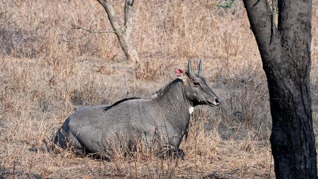 Nilgai (Boselaphus tragocamelus) the largest antelope of Asia. known as blue bull.Common Myna Perched on Nilgai and eating parasites.jhalana park.
