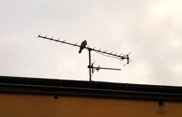 The analog antennas currently receive DVB-T2 TV on the roof with a sitting bird