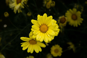 kwiaty, rośliny, natura, przyroda, flora, zółty, fiolet, czerwień, kwiat © Estera