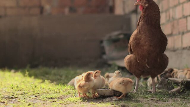 Hen with chickens are drinking water on outdoors near poultry farm.